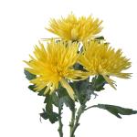 St.Chrys Anastasia Sunny - Cúc lưới vàng Grade A