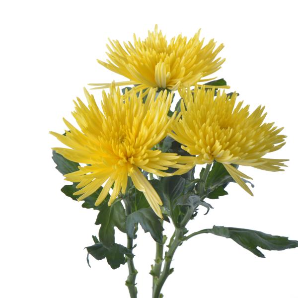 St.Chrys Anastasia Sunny - Cúc lưới vàng Grade A