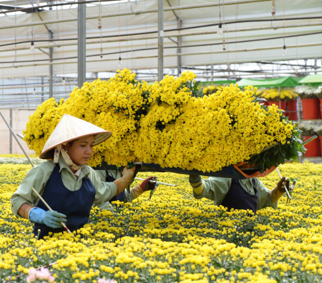 Từ nhà kính Dalat Hasfarm đến doanh nghiệp bạn!