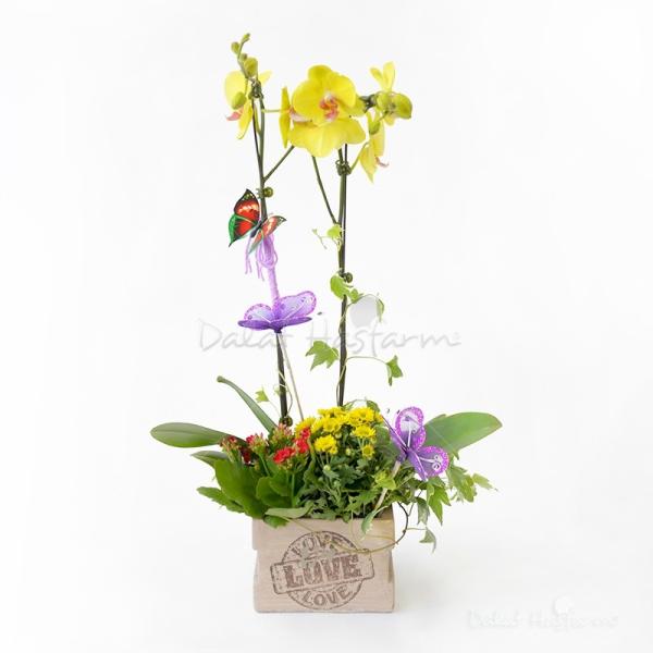 Lan Hồ Điệp Thành Ý 018