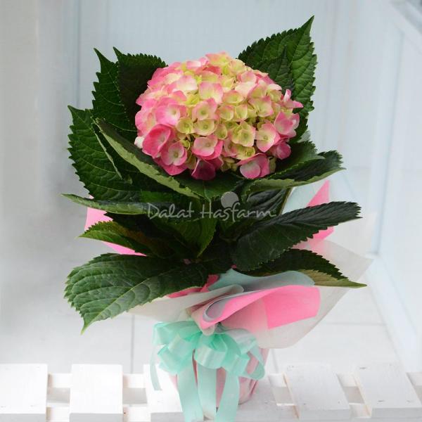 Chậu Giấy Gói Hoa Cẩm Tú Cầu 035