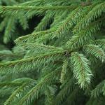 Cây Thông Noel Hạnh Phúc 1m8