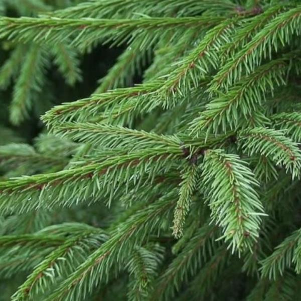 Cây Thông Noel Hạnh Phúc 1m8