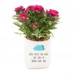 Chậu Trang Trí Tô Điểm Cuộc Sống 007