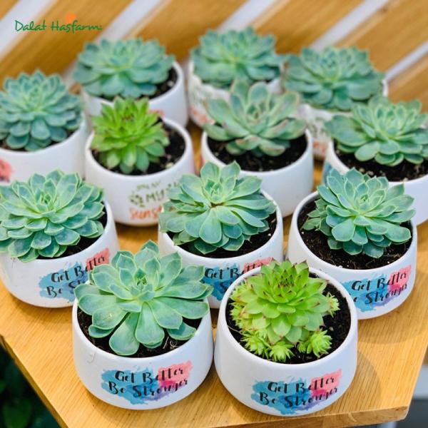 Chậu Trang Trí Chào Ngày Mới 001