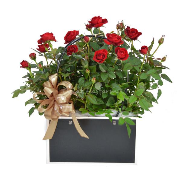 Chậu Hoa Thiết Kế Yêu Thương 053