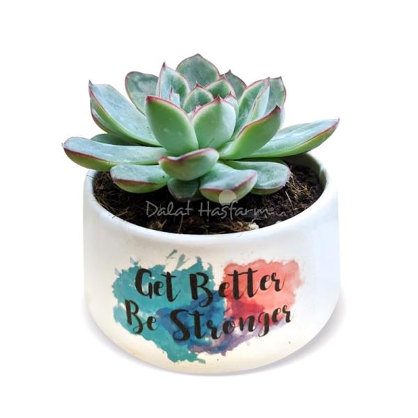 Chậu Trang Trí Chào Ngày Mới 001