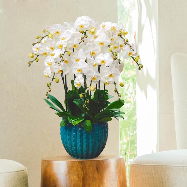 Lan Hồ Điệp Thịnh Vượng 055