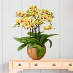 Lan Hồ Điệp Thành Ý 054