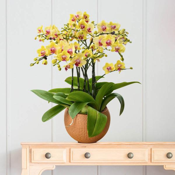 Lan Hồ Điệp Thành Ý 054