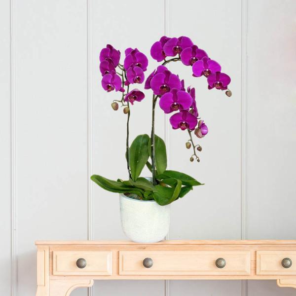 Lan Hồ Điệp Viên Mãn 049