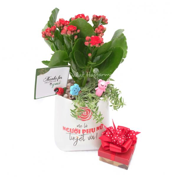 Chậu Trang Trí Sắc Màu Cảm Hứng 009