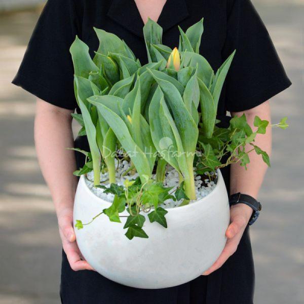 Chậu Hoa Thiết Kế Sắc Xuân 077