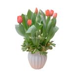 Bình Hoa Tulip 024