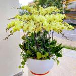 Lan Hồ Điệp Thành Ý 059