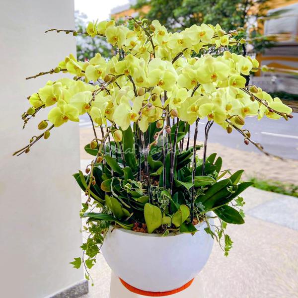 Lan Hồ Điệp Thành Ý 059