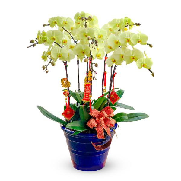 Lan Hồ Điệp Vạn Hạnh 056