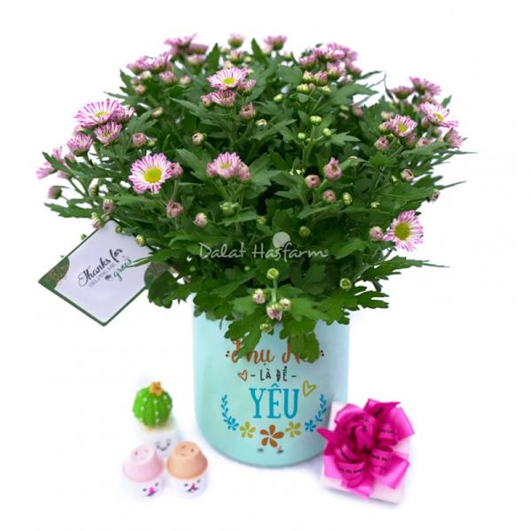 Chậu Trang Trí Tô Điểm Cuộc Sống 006