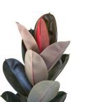 Chậu Cây Xanh Thiết Kế 002