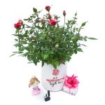 Chậu Trang Trí Không Gian Tươi Mới 017