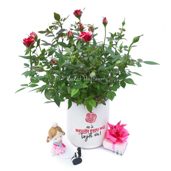 Chậu Trang Trí Không Gian Tươi Mới 017