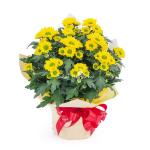 Chậu Giấy Gói Chậu Hoa Cúc Trung 131