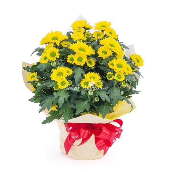 Chậu Giấy Gói Chậu Hoa Cúc Trung 131