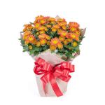 Chậu Giấy Gói Chậu Hoa Cúc Trung 131