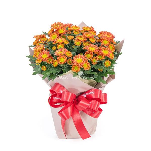 Chậu Giấy Gói Chậu Hoa Cúc Trung 131