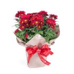 Chậu Giấy Gói Chậu Hoa Cúc Trung 131