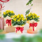 Chậu Giấy Gói Chậu Hoa Cúc Trung 131