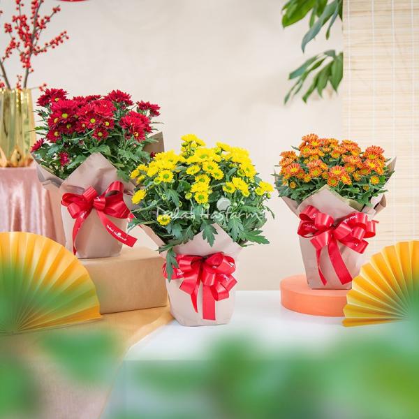 Chậu Giấy Gói Chậu Hoa Cúc Trung 131