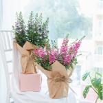 Chậu Giấy Gói Hoa Bâng Khuâng 022