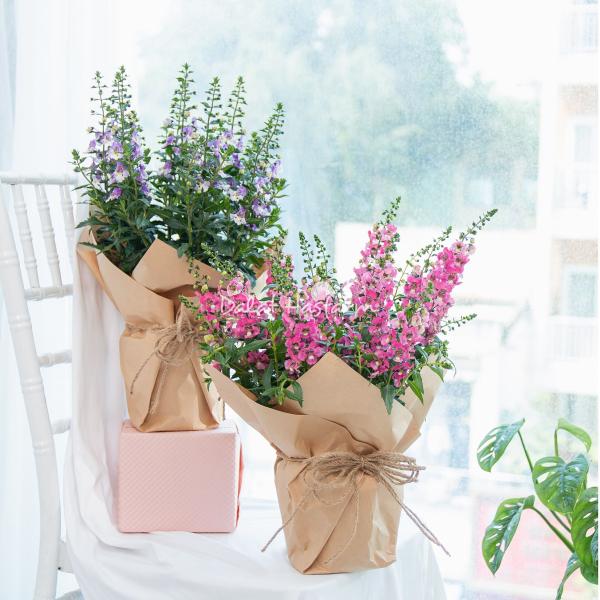 Chậu Giấy Gói Hoa Bâng Khuâng 022