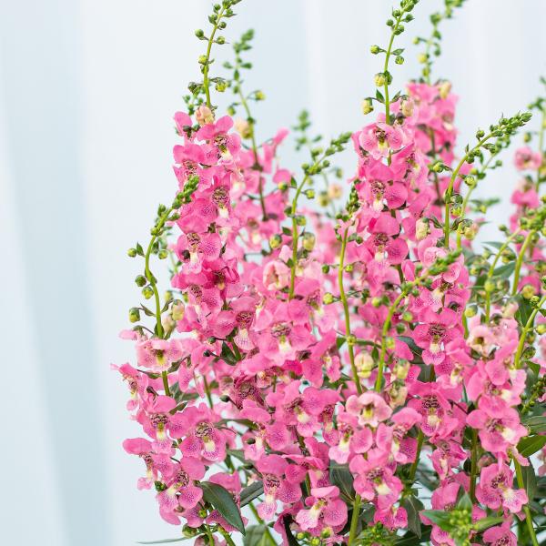 Chậu Giấy Gói Hoa Bâng Khuâng 022