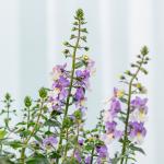 Chậu Giấy Gói Hoa Bâng Khuâng 022