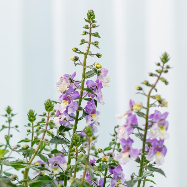 Chậu Giấy Gói Hoa Bâng Khuâng 022