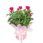 Chậu Hoa Thiết Kế Điều Ngọt Ngào 037