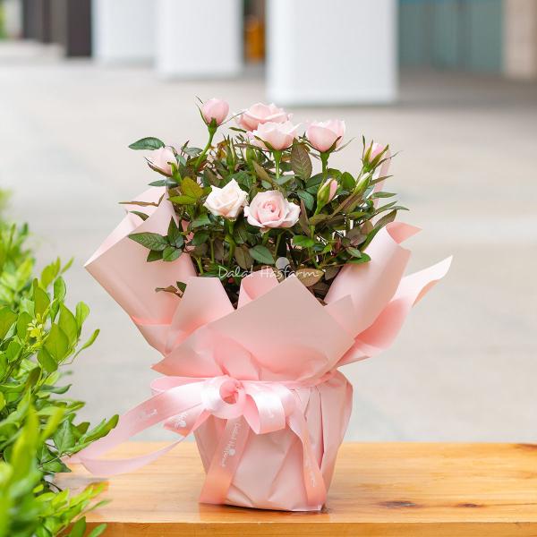 Chậu Hoa Thiết Kế Điều Ngọt Ngào 037