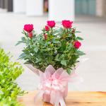 Chậu Hoa Thiết Kế Điều Ngọt Ngào 037