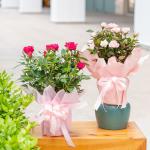 Chậu Hoa Thiết Kế Điều Ngọt Ngào 037