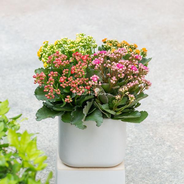 Chậu Hoa Thiết Kế Trường Thọ 020