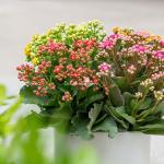 Chậu Hoa Thiết Kế Trường Thọ 020