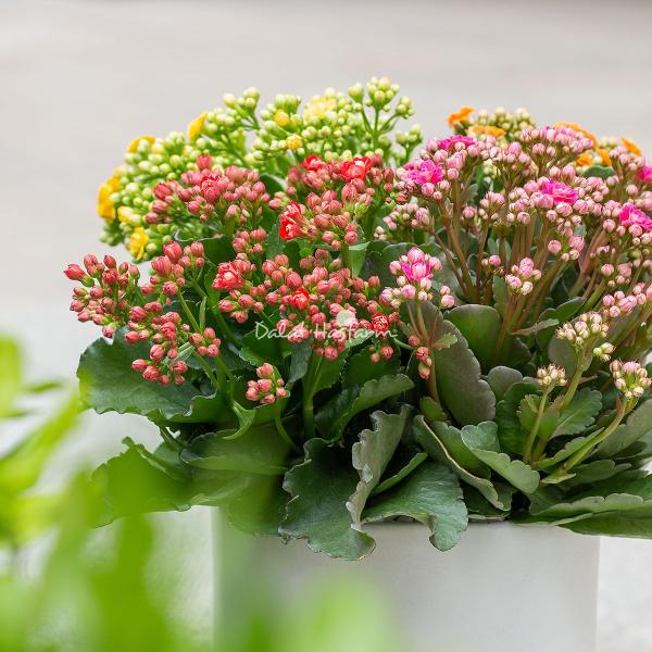 Chậu Hoa Thiết Kế Trường Thọ 020