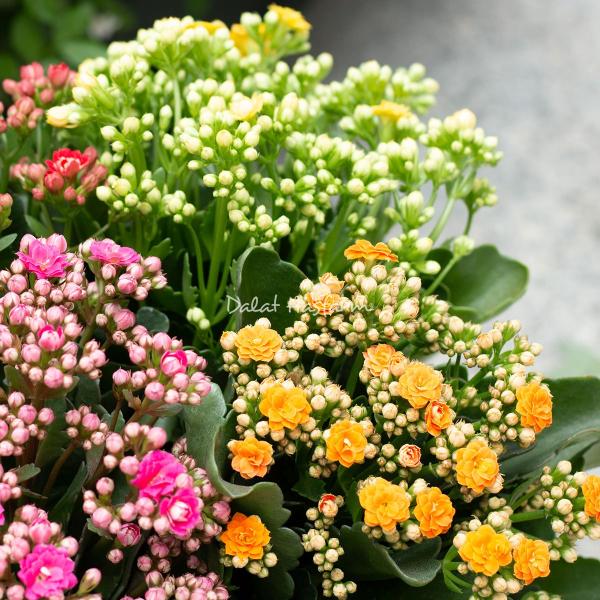 Chậu Hoa Thiết Kế Trường Thọ 020