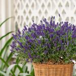 Giỏ Hoa Hạnh Phúc 037