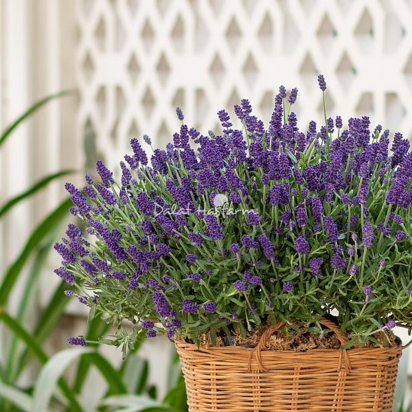 Giỏ Hoa Hạnh Phúc 037