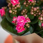 Chậu Hoa Thiết Kế Trường Thọ 203