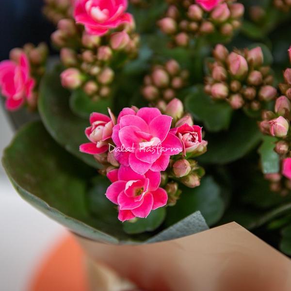 Chậu Hoa Thiết Kế Trường Thọ 203