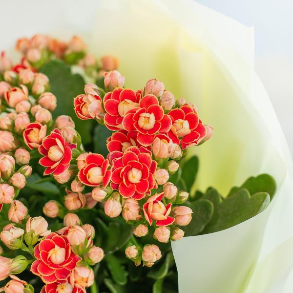 Chậu Hoa Thiết Kế Trường Thọ 203